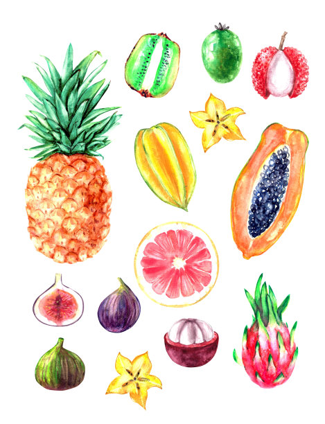 手绘水彩热带水果插图集。菠萝、猕猴桃、杨桃、木瓜、火龙果、山竹图片下载
