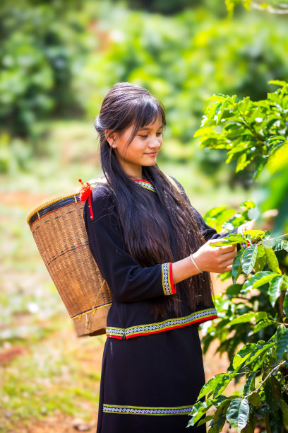 一个少数民族女孩站在越南中部高地的咖啡种植园里的高质量照片图片下载