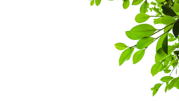 白色背景上的树顶抠图，带剪切路径图片下载