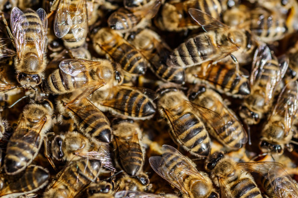 在蜂巢上工作的蜜蜂的微距照片。美丽的蜂巢和蜜蜂特写。蜜蜂的蜜房。养蜂和蜂蜜生产形象。图片下载