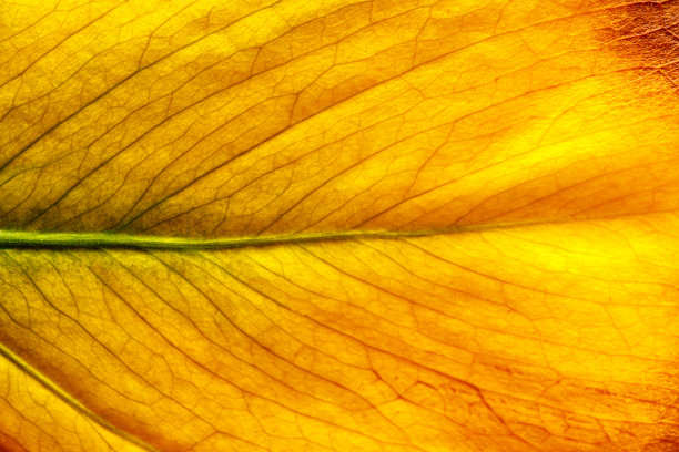 秋天树叶的微距照片。树叶的自然纹理。色彩斑斓的秋叶特写。宏图片下载