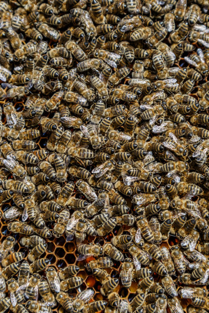 在蜂巢上工作的蜜蜂的微距照片。美丽的蜂巢和蜜蜂特写。蜜蜂的蜜房。养蜂和蜂蜜生产形象。图片下载