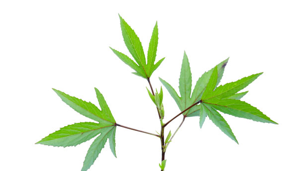 用定义的剪切路径剪切出玫瑰叶的图像。图片下载