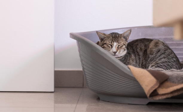 在家养宠物床上睡觉的猫舒适的平房间室内空间白色背景墙空的复制空间为广告动物主题图片下载