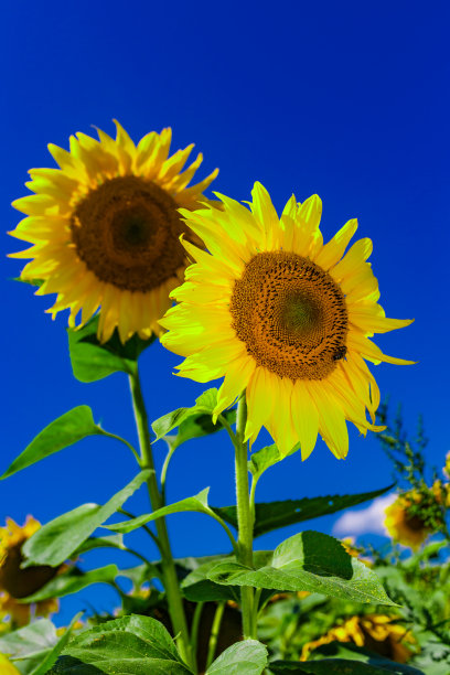 黄灿灿的向日葵映着布满云彩的天空。向日葵。黄金日落。向日葵特写镜头。农业产业。耕地照片。花图片图片下载