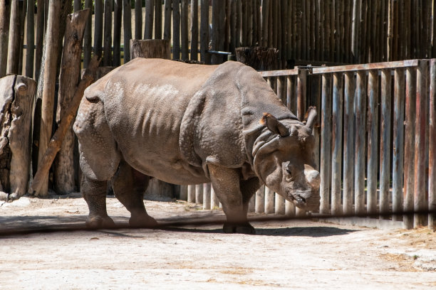 动物园里的犀牛，照片作为背景，数码图像图片下载