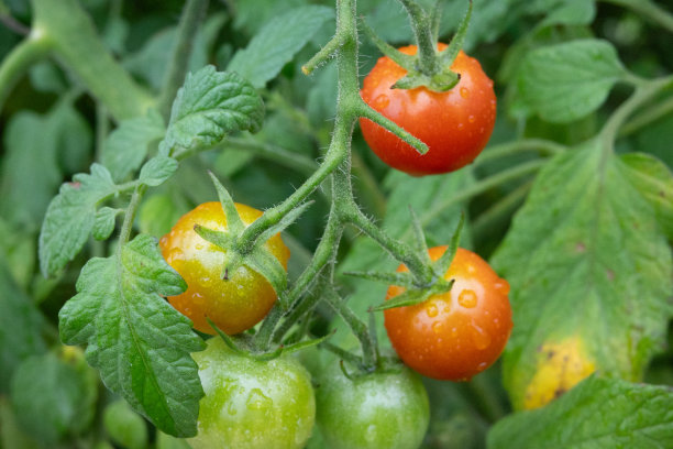 迷你西红柿被晨露覆盖的特写照片。微距镜头。图片下载