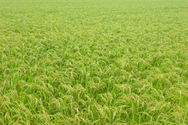 日本农村广阔的稻田景观。背景照片。图片下载