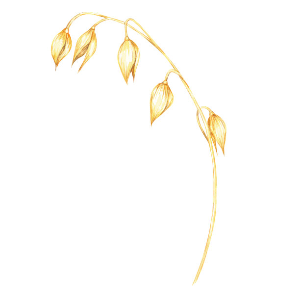 有几个金色谷粒的燕麦梗。Avena sativa水彩画。植物插图完美的有机产品品牌图片下载