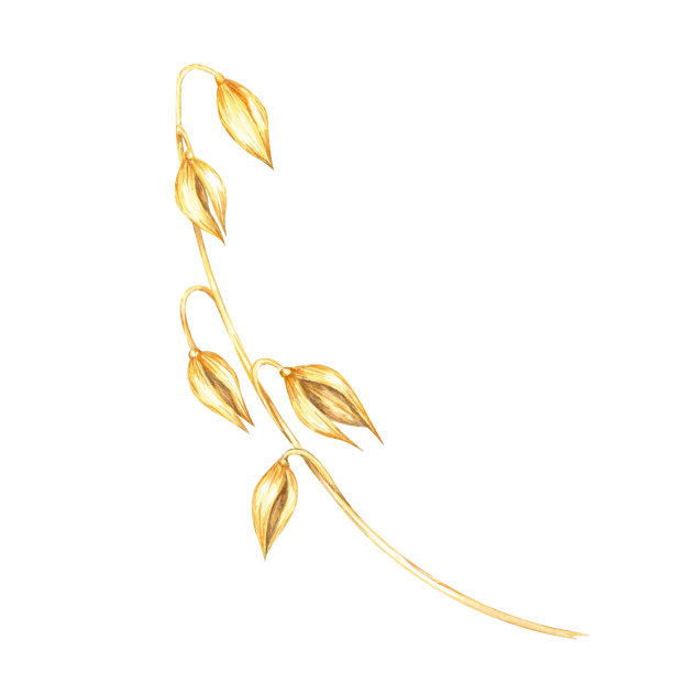 有几个金色谷穗的燕麦秆。Avena sativa水彩画。植物插图理想的环保包装图片下载