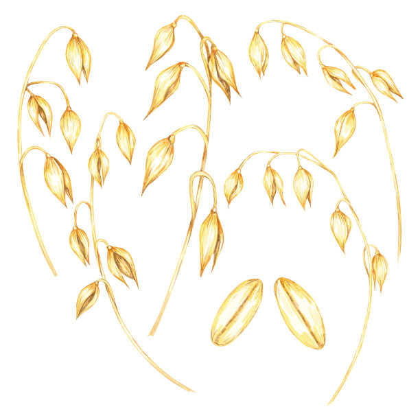 捆燕麦秸秆与金色的谷物水彩剪贴画。燕麦头和茎的植物插图。图片下载