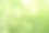 夏季自然野生开花白花绣线菊户外，草和野花在阳光下，草地药材和田野开花植物，夏季开花季节，绿色的植物背景图片下载