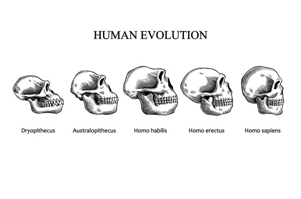 人类头骨的进化图片下载