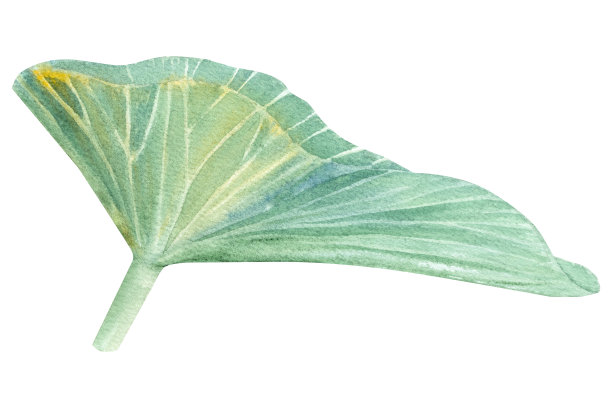 荷叶。手绘水彩插图粉红色的睡莲，绿色的叶子和种子。植物绘画。配以荷花作图案。图片下载