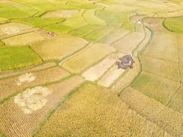 在广阔的水田中收获水稻的过程图片下载