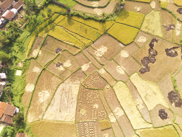 在广阔的水田中收获水稻的过程图片下载