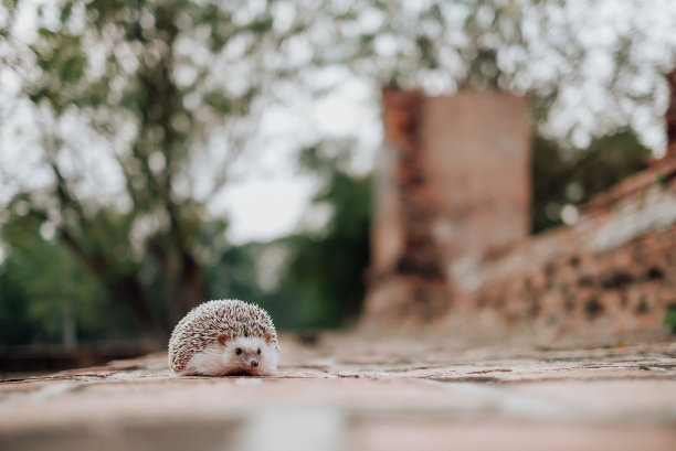 刺猬探索世界图片下载