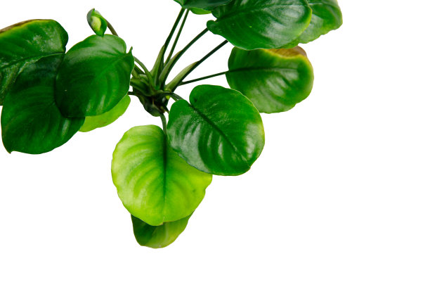 热带水族植物巴氏阿努拜斯圆形硬币的深绿色叶子孤立在白色背景与修剪路径图片下载