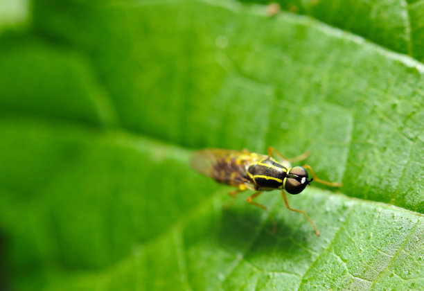 从正面看，黑色背景上带有黄色条纹的小型日本Hakinagamizuabu (hakiensis)(野生动物特写微距照片)。图片下载
