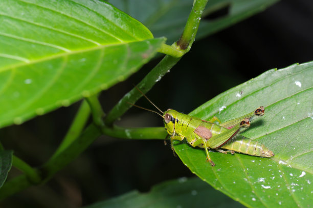 长着棕色小翅膀的福田短角蚱蜢(黑腹科)(日本森林野生动物特写微距照片)图片下载