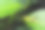 长着棕色小翅膀的福田短角蚱蜢(黑腹科)(日本森林野生动物特写微距照片)图片下载