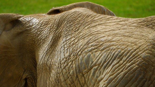 非洲大象皮肤的特写图片，狩猎灵感的背景，纹理图片下载