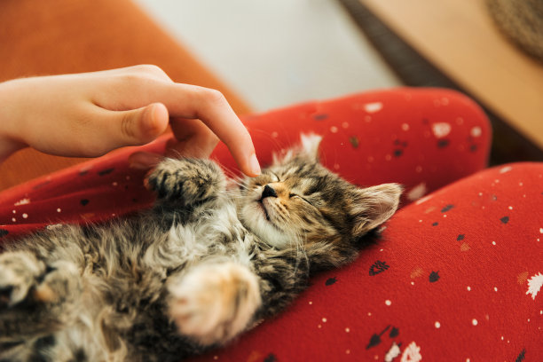 上面的照片是女孩抱着小猫，跪着睡觉图片下载