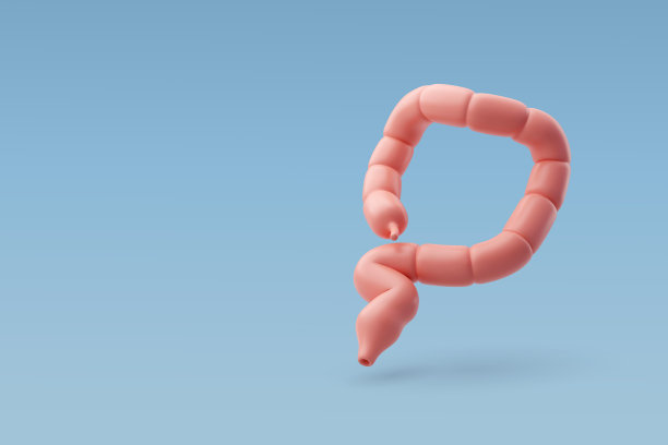 三维矢量器官胃肠道，小肠，内脏的概念。图片下载