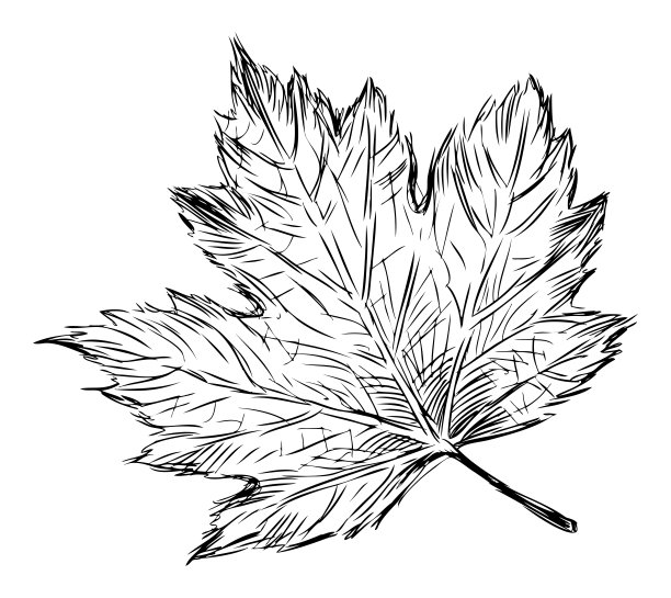 梧桐叶，单，枫，素描，轮廓，手绘矢量插图孤立的白色图片下载