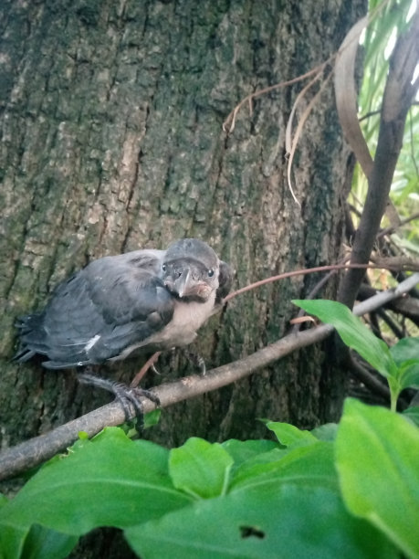 小乌鸦图片下载