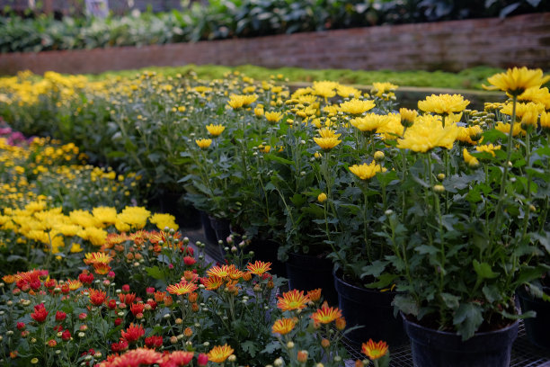 在一个阳光明媚的花园地区，收集了美丽的黄色和红色盛开的花卉植物图片下载