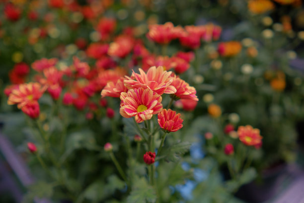 美丽的红色盛开的花与绿色的茎拍摄与狭窄的焦点。图片下载