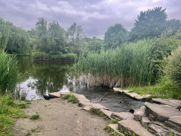 有池塘和桥的乡村景观。城市公园湖岸的柳树图片下载