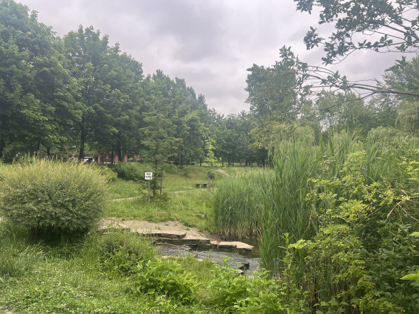 有池塘和桥的乡村景观。城市公园湖岸的柳树图片下载