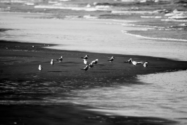 海鸥在沙滩上休息的黑白照片图片下载