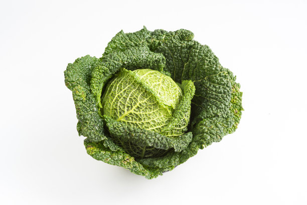 白底白菜的高角度照片图片下载