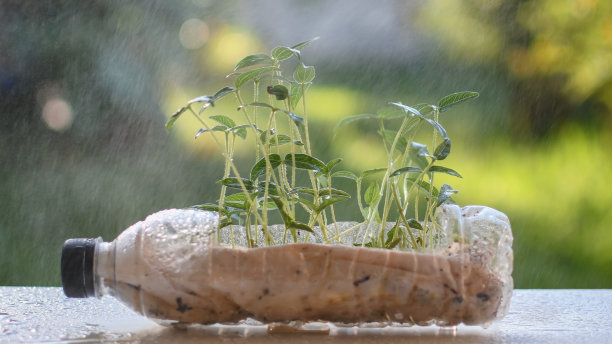 桌子上放着一个装着植物的瓶子。这些植物又小又绿，瓶子里有一部分是泥土。成长、生命、循环的理念图片下载