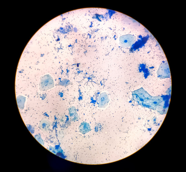 细菌蓝色细胞显微照片。图片下载