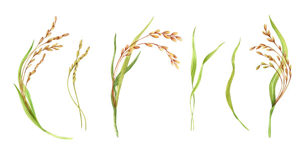 大米水彩插画。成熟的农业植物。亚洲烹饪原料。从背景中分离出来的手绘元素集合。有机产品包装标签设计的剪贴画图片下载