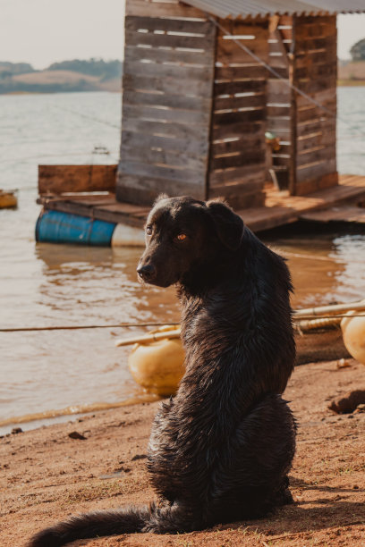 狗坐在它的背上向后看图片下载