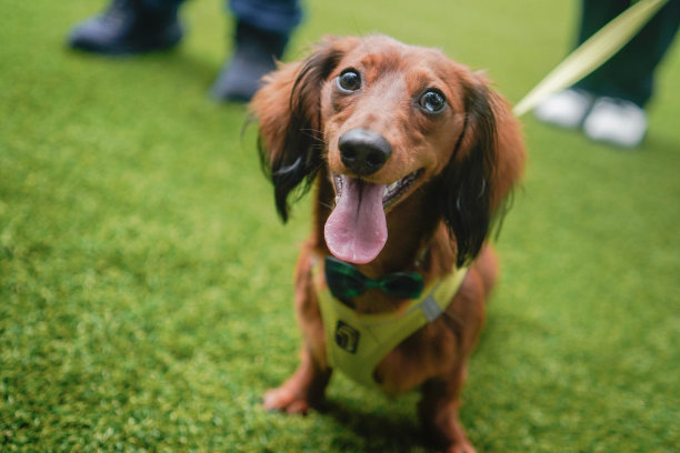 腊肠犬家庭聚会的乐趣-库存照片图片下载