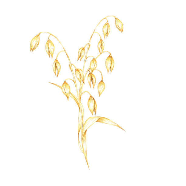 燕麦秆上有一簇簇金黄色的燕麦粒。燕麦成分。用于天然健康产品品牌的水彩剪贴画图片下载