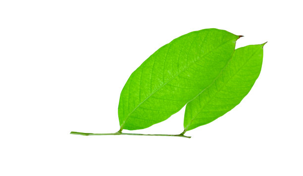 在白色背景上剪出的树顶，带有剪切路径。图片下载