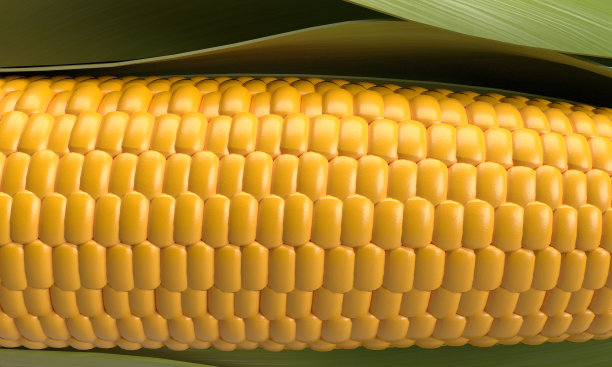 甜玉米爆米花黄橙色背景壁纸空白纹理文化艺术吃新鲜植物叶片谷物零食健康卷轴种子电影垂直食品模板娱乐健康图片下载