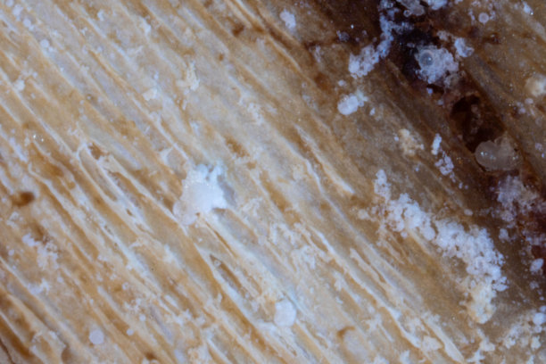 微距照片表面的牛肉骨头煮熟-老瓦镜头，5倍放大图片下载