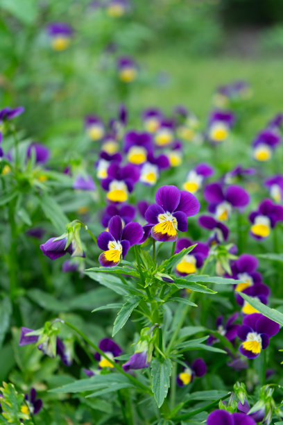 紫罗兰紫色三色堇花。图片下载