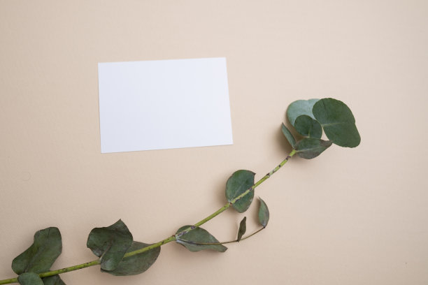 邀请模型与桉树树枝在彩色背景上，复制空间的卡片设计。婚礼的邀请。国际妇女节，母亲节的概念图片下载