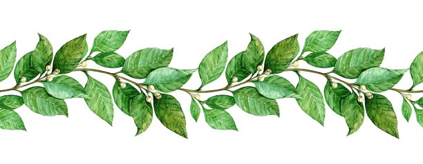 月桂无缝花纹。水平边界与绿叶。手绘水彩插图的邀请，问候，照片，文字。古色古香，象征胜利、收获。图片下载