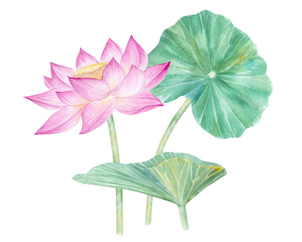 荷花、叶子、种子。手绘水彩插图粉红色的睡莲，绿色的叶子和种子。植物绘画。配以荷花作图案。图片下载