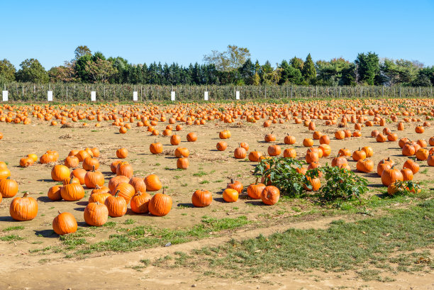 一个阳光明媚的秋日，农场里的南瓜田图片下载